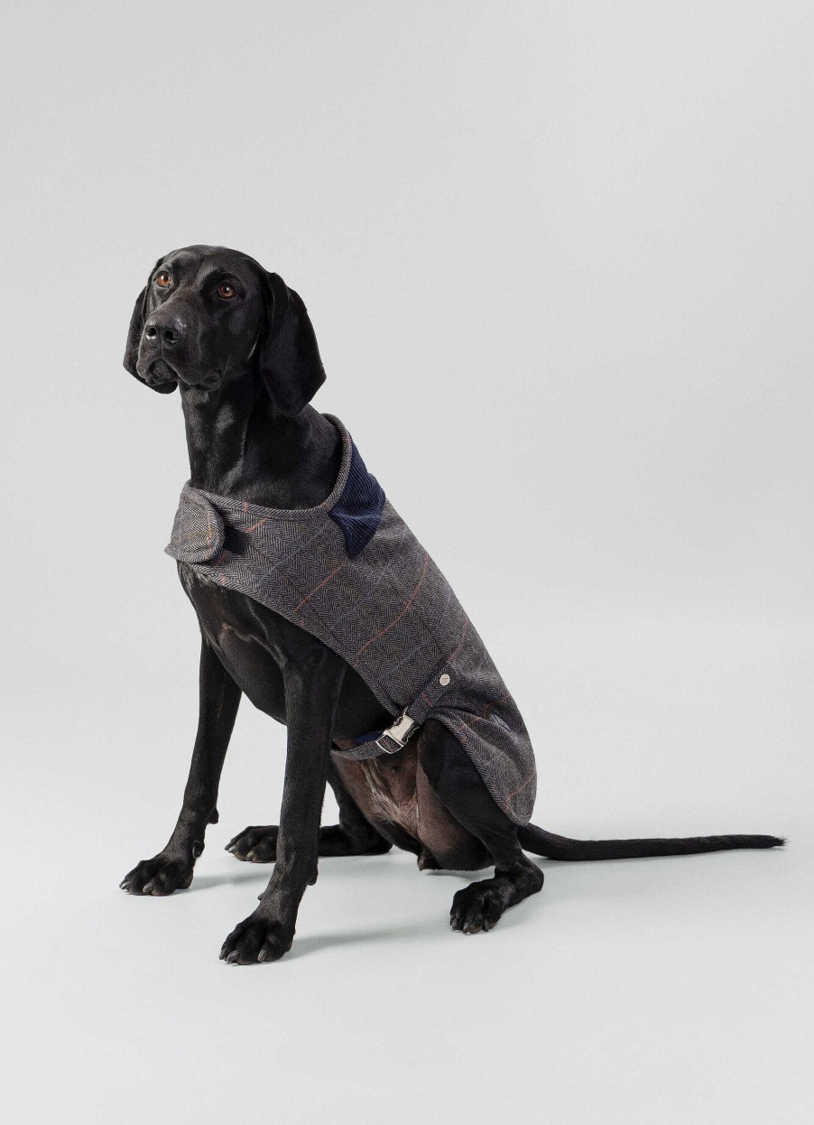 Pojkar Hackett London | Rutad Jacka For Hund - Stor