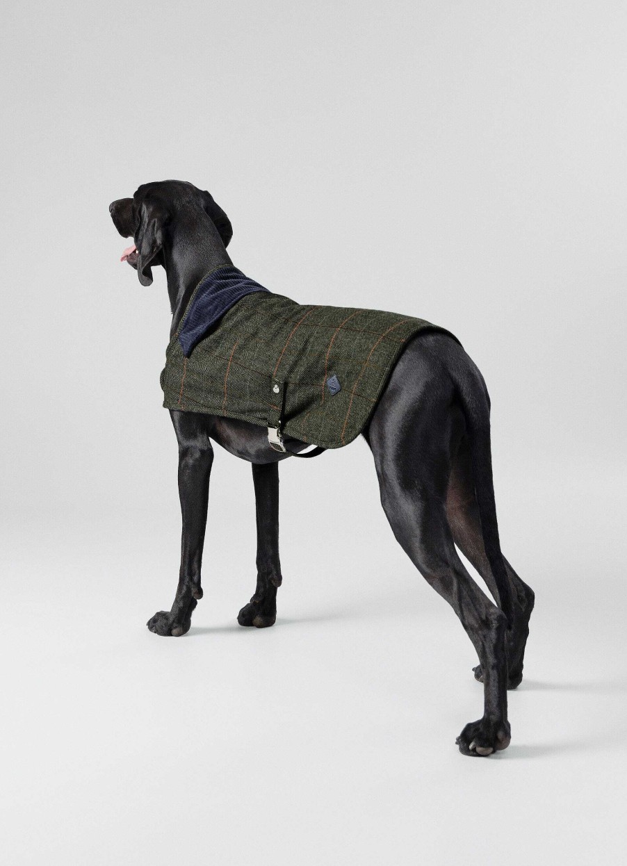 Pojkar Hackett London | Rutad Jacka For Hund - Stor