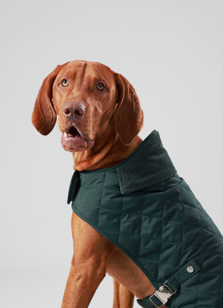 Tillbehor Hackett London | Qyltad Jacka For Hund - Medium