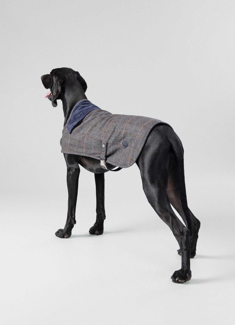 Tillbehor Hackett London | Rutad Jacka For Hund - Stor