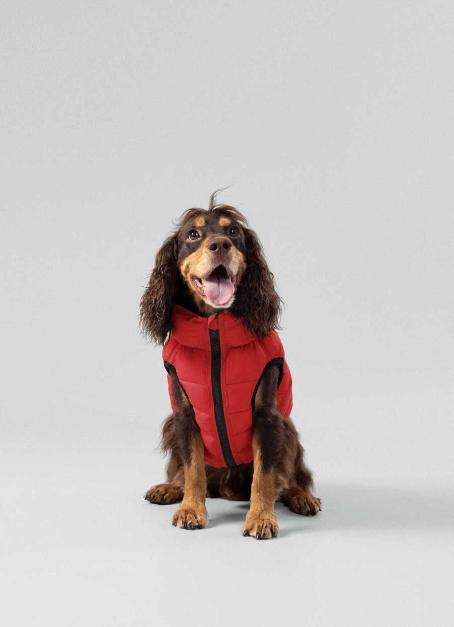 Tillbehor Hackett London | Vandbar Pufferjacka For Hund - Medium