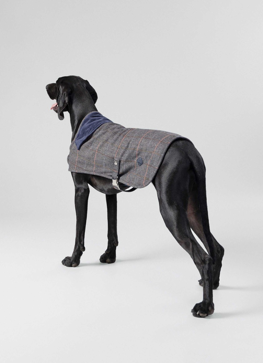 Pojkar Hackett London | Rutad Jacka For Hund - Liten